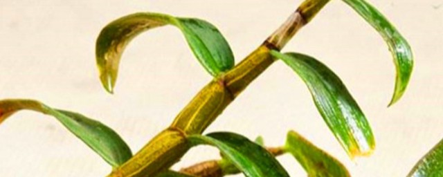 铁皮石斛禁忌人群是哪些(铁皮石斛哪些人不宜食用)