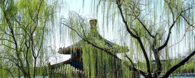 碧玉妆成一树高原文及译文介绍(碧玉妆成一树高的诗意)