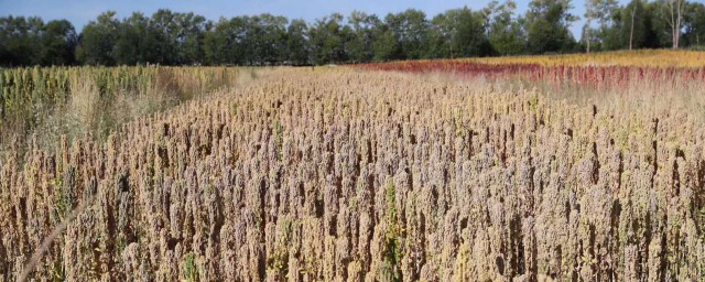 藜麦种植注意事项分享(藜麦的种植环境)