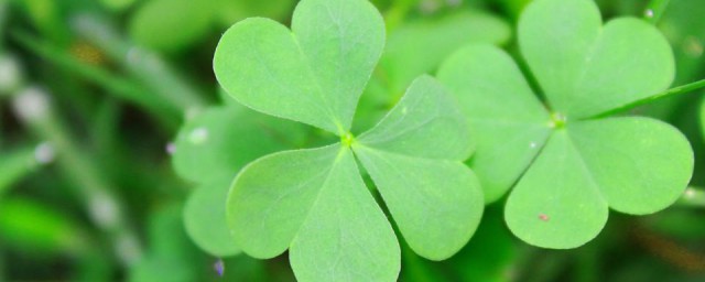 关于三叶草的寓意介绍(三叶草和四叶草的寓意和象征)