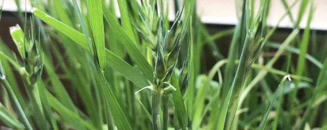 猫草是不是小麦(猫草是不是小麦芽)