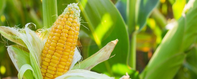 湿玉米棒如何储存(干玉米棒子怎么存放储存)