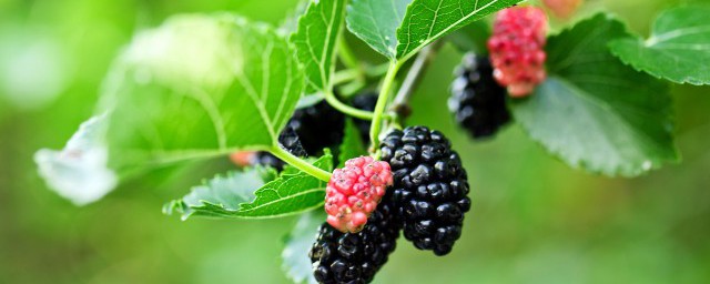 桑葚干泡水喝的作用及注意事项(桑葚干泡水喝的禁忌有哪些)