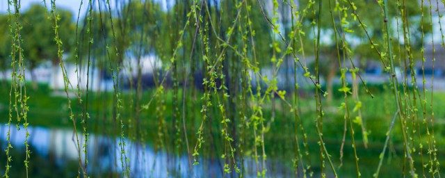 柳树的外形是怎么样的呢(柳树的特点和外貌图片)