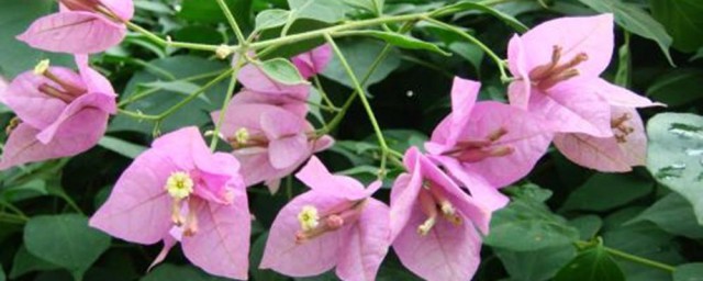 关于叶子花花语介绍(叶子花含义)