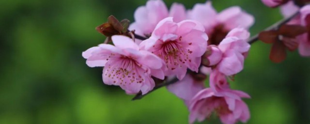 春字是什么结构(春字是什么结构的字是什么结构原字是什么结构)