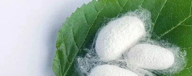 蚕的寓意有哪些(蚕的寓意和风水)