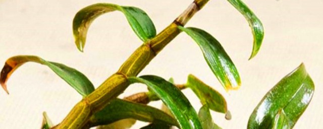 石斛储存方法(石斛的最佳储存方法)