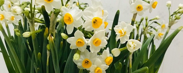 水仙花的花语和寓意分享(水仙花的花语是什么意思以及寓意象征)