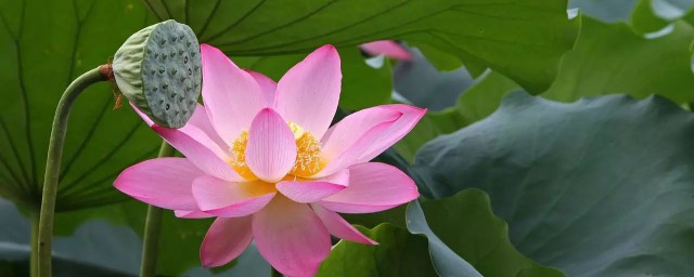 莲花莲蓬有什么寓意(莲花莲蓬的寓意)