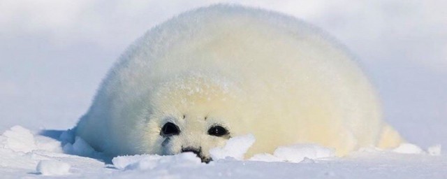 有什么动物可以贴在墙上(你知道什么动物可以贴在墙上吗)