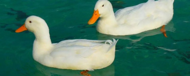 鸭子属于鸟类吗(鸭子属于鸟类吗?会飞吗?)