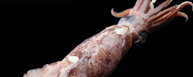 海兔子晒干如何储存(海兔干怎么保存)