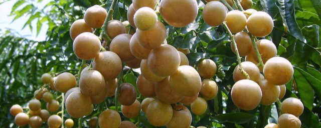 黄皮果有什么功效(黄皮果有什么功效百度知道)