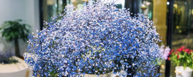 蓝色满天星花语和寓意(蓝色满天星花语和寓意怎么写)