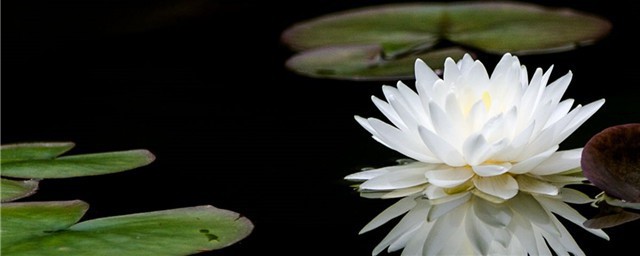 睡莲的寓意象征意义是什么(白睡莲的寓意象征意义)