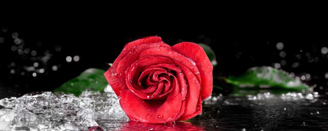 2朵玫瑰代表的意思(玫瑰花的含义)