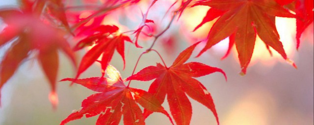 枫树介绍(茜空枫树介绍)