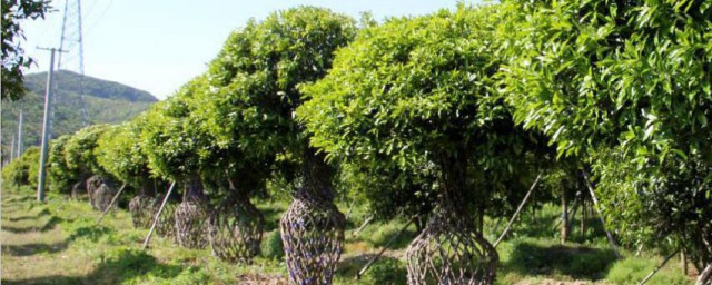 桂花的种植分享(桂花的种植与栽培技术)