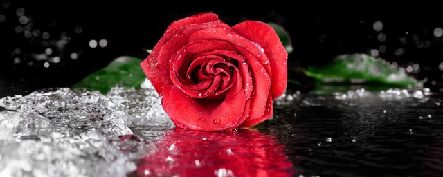 各种花的花语简介(花的花语百科大全)