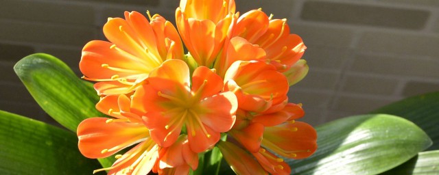 关于君子兰的花语介绍(君子兰的花语是什么?君子兰有什么寓意呢?)