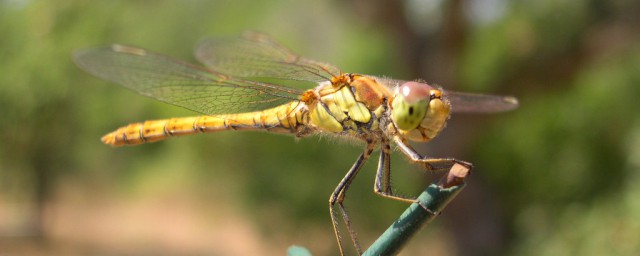 蜻蜓简介(歌曲红蜻蜓简介)