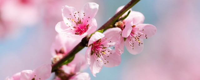 山寺桃花始盛开原文及译文(山寺桃花始盛开的上一句是什么)