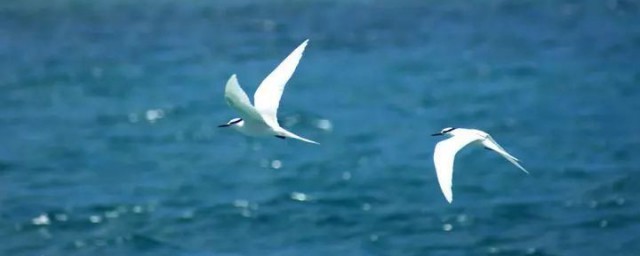 哪个动物临危不惧呢(临危不顾是指什么动物)