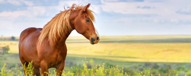 厩怎么读(缟怎么读)