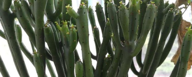 关于膨珊瑚花语的寓意(膨珊瑚的寓意是什么意思)