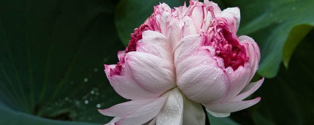 并蒂花的寓意和意义分享(并蒂莲的花语和寓意)