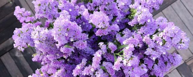 关于勿忘我的花语(勿忘我花语的句子)