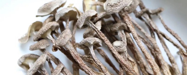 哪些人不能吃鹿茸菇(鹿茸菇可以常吃吗)