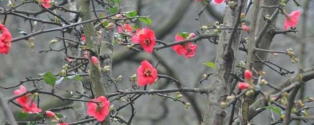 春色满园关不住介绍(春色满园关不住一什么)