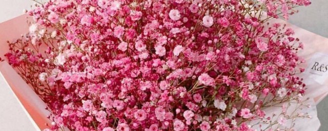 关于粉色满天星花语和寓意(满天星粉色花语是什么意思 寓意)