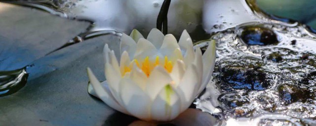 脚踩莲花是什么寓意(脚踩莲花下一句是什么)