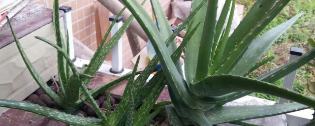 芦荟花语象征与寓意分享(芦荟的寓意)