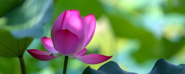 荷花简笔画教程(荷花简笔画教程视频在线观看)