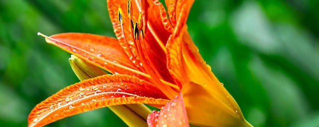 黄百合花的花语和寓意分享(黄百合花语是什么)