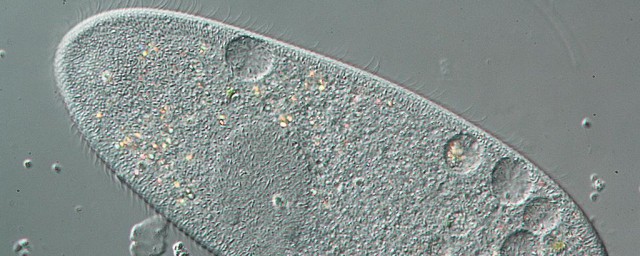 草履虫介绍(草履虫介绍PPT)