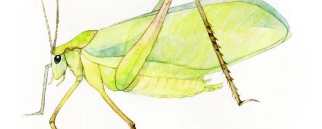 纺织娘是不是蝈蝈(纺织娘是不是就是蝈蝈)