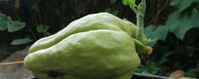 佛手瓜发芽了还能不能吃(发芽的佛手瓜能吃吗?)