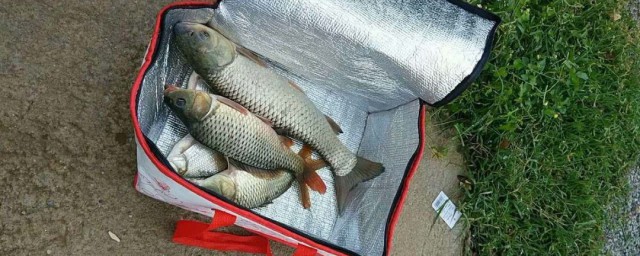 钓草鱼用哪些打窝(钓草鱼用什么草打窝)