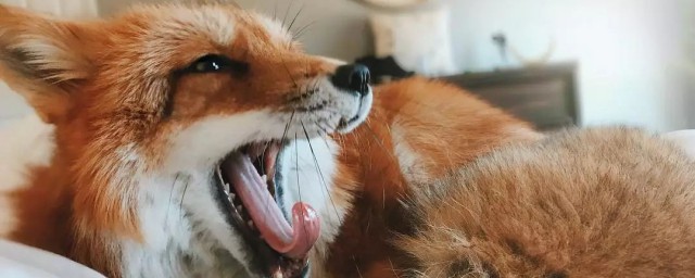 狐狸简介(网红半只狐狸简介)