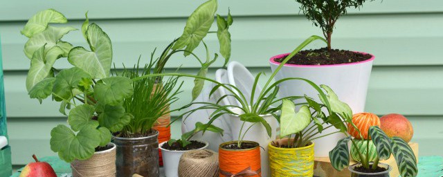 双子叶植物的特征(双子叶植物的特征是网状叶脉还是什么叶脉)