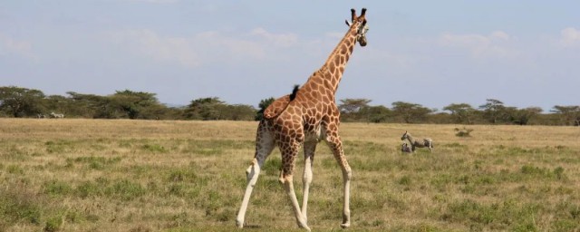 长颈鹿介绍(长颈鹿介绍视频)