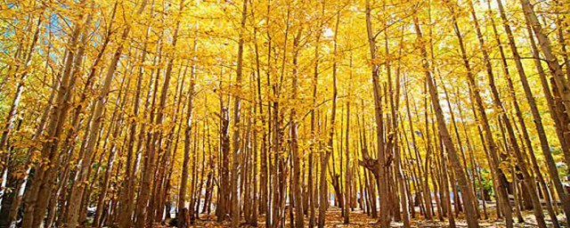 高大挺秀是什么意思(高大清秀什么意思)