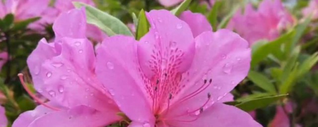 鹃的相关知识(鹃有意义吗)