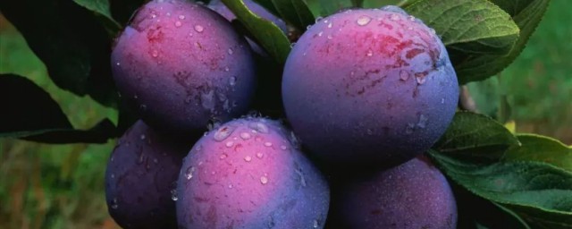 西梅是不是李子(西梅是不是李子科)