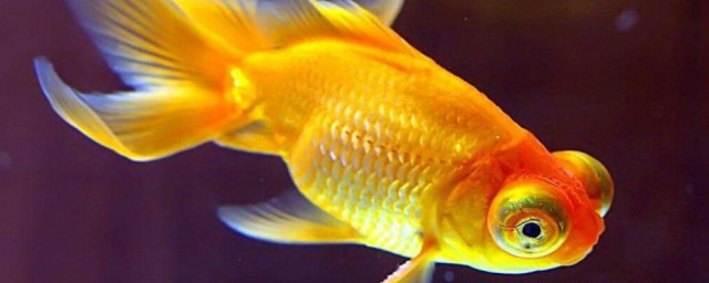 养金鱼的水要不要加盐(养金鱼水里面需不需要加盐)